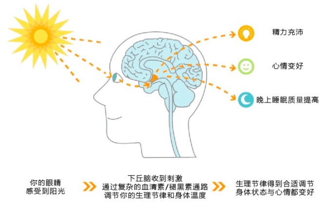 关于昼夜节律和神经递质