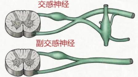 关于植物神经系统