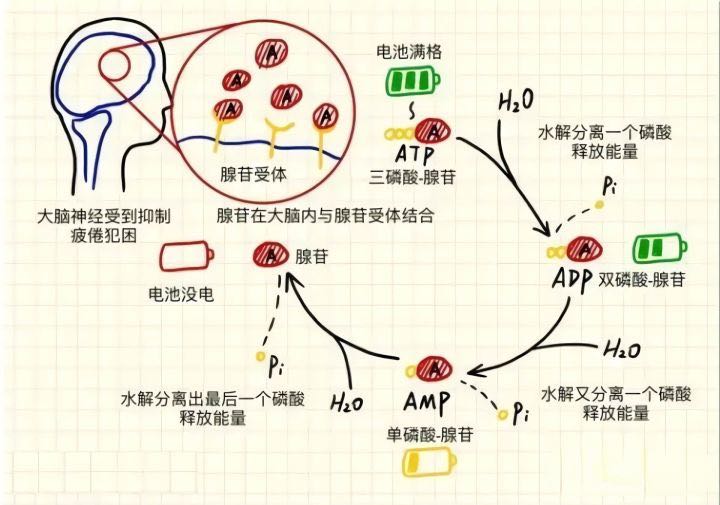 关于睡眠驱力和腺苷